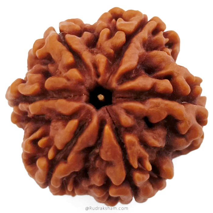 (25.97mm) 6 Mukhi Rudraksha Super Collector Bead | 6 Mukhi Rudraksha Bead | Cheh Mukhi, Six Faced Rudraksha from Nepal for Planet Venus | Six Mukhi Rudraksha In Vedic astrology