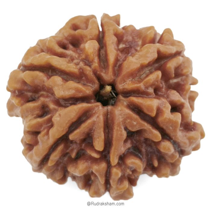 (26.23mm) 6 Mukhi Rudraksha Super Collector Bead | Six Mukhi Rudraksha Bead | Cheh Mukhi, Six Faced Rudraksha Shiva Bead from Nepal | Pure and Natural Spiritual Energised Bead - 6 Face Super Collector Bead