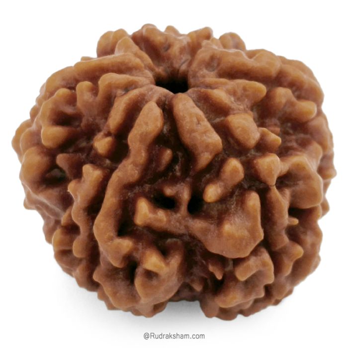 (26.45mm) 6 Mukhi Rudraksha Super Collector Bead | 6 Mukhi Rudraksha Bead | 6 faced Rudraksha For Students | Benefits and Price of Six Mukhi Super collector Rudraksha Beads