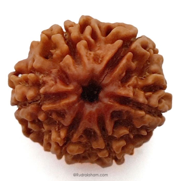 (24.44mm) 6 Mukhi Rudraksha Super Collector Bead | 6 Mukhi Rudraksha Bead | Chah Mukhi, Six Faced - Rudraksha from Nepal 100% Authentic Pure Natural - Super Collector Bead