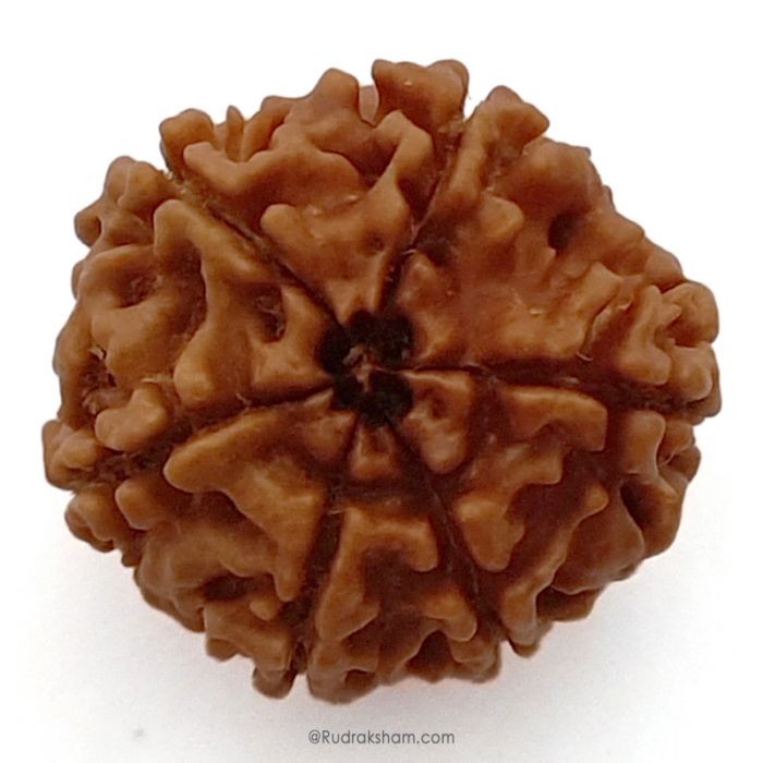 (24.44mm) 6 Mukhi Rudraksha Super Collector Bead | 6 Mukhi Rudraksha Bead | Chah Mukhi, Six Faced - Rudraksha from Nepal 100% Authentic Pure Natural - Super Collector Bead
