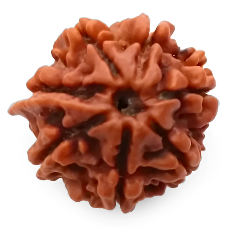 (21.41mm) 7 Mukhi Ganesh Rudraksha | Buy Online Nepali Original Natural Saat (Seven) Mukhi Rudraksha Bead