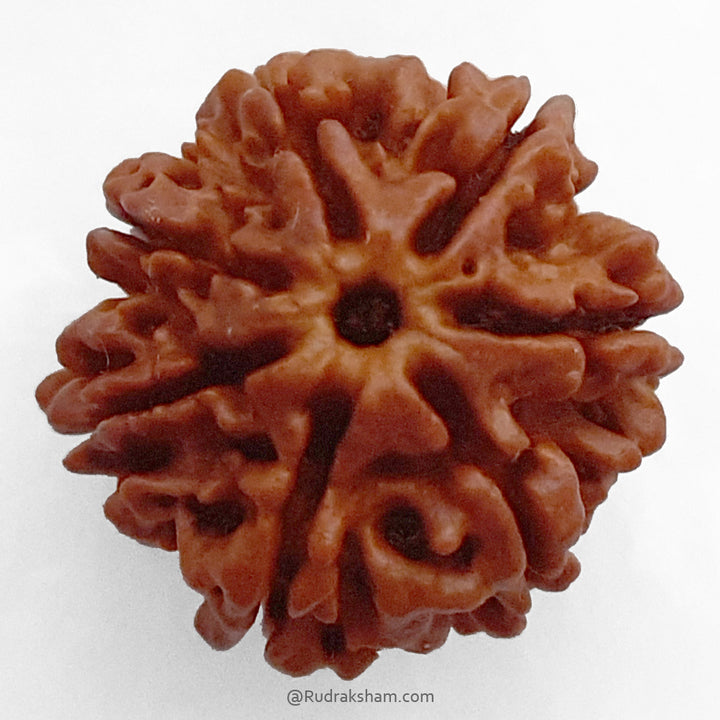 (24.12mm) 7 Mukhi Ganesh Rudraksha Bead | Seven Faced Ganesha Trunk Rudraksha From Nepal