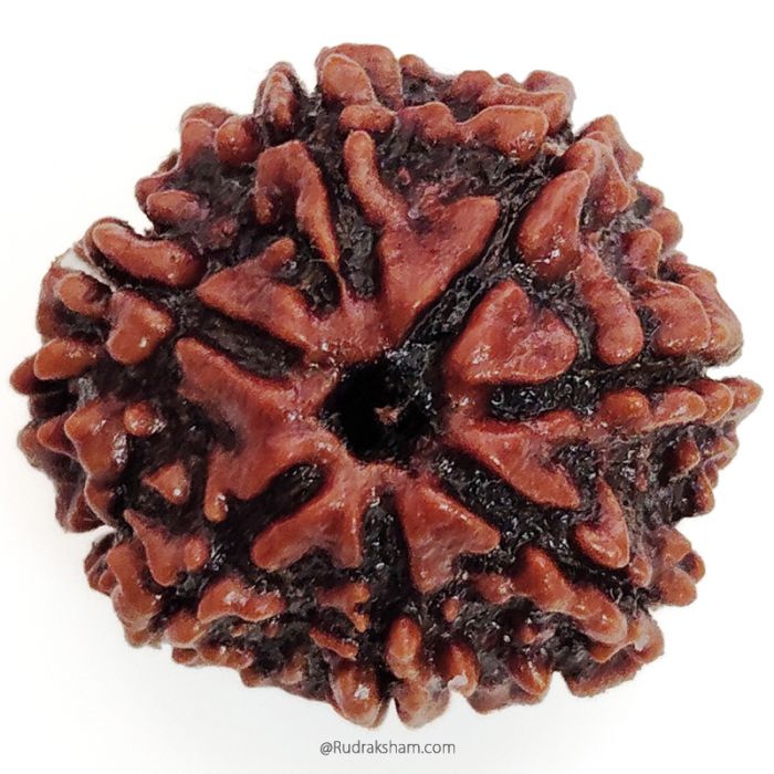 (23.00mm) 7 Mukhi Rudraksha Super Collector Bead | 7 Mukhi Rudraksha Bead | Saat Mukhi - Seven Faced Rudraksha Nepal Origin, Buy Online Energised and Original 7 Mukhi Rudraksha - Super Collector Bead