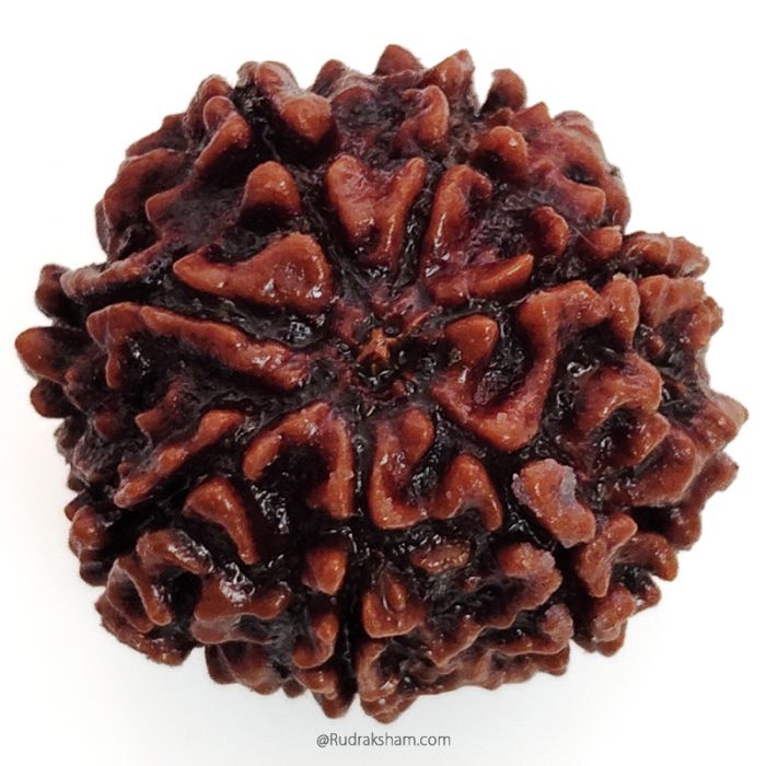 (23.00mm) 7 Mukhi Rudraksha Super Collector Bead | 7 Mukhi Rudraksha Bead | Saat Mukhi - Seven Faced Rudraksha Nepal Origin, Buy Online Energised and Original 7 Mukhi Rudraksha - Super Collector Bead