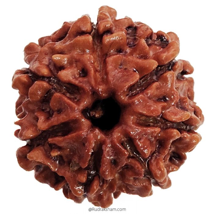 (23.00mm) 7 Mukhi Rudraksha Super Collector Bead | 7 Mukhi Rudraksha Bead | Saat Mukhi, Seven Faced Nepali Rudraksha | 7 Mukhi Rudraksha In Vedic Astrology, Benefits and Mantra