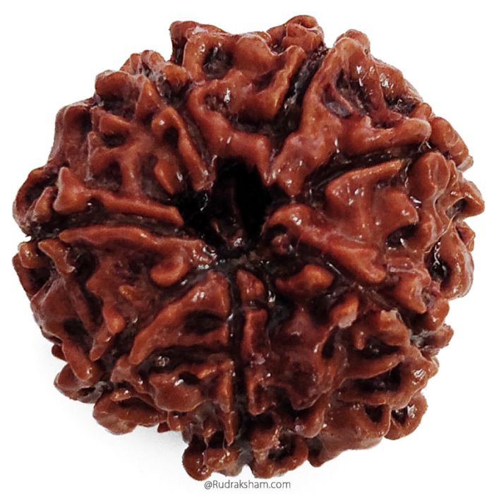 (23.00mm) 7 Mukhi Rudraksha Super Collector Bead | 7 Mukhi Rudraksha Bead | Saat Mukhi, Seven Faced Nepali Rudraksha | 7 Mukhi Rudraksha In Vedic Astrology, Benefits and Mantra