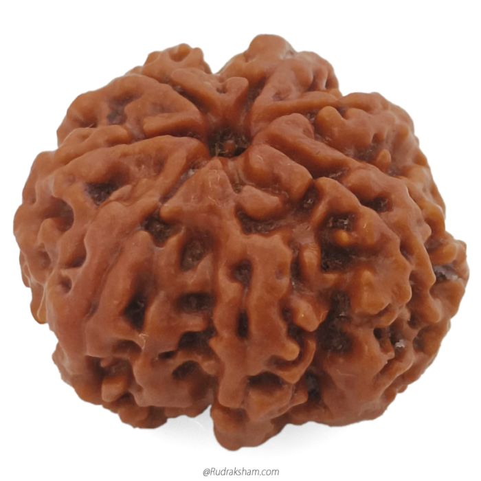 (23.80mm) 7 Mukhi Rudraksha Super Collector Bead | 7 Mukhi Rudraksha Bead | Saat Mukhi, Seven Faced Rudraksha from Nepal 100% Authentic Pure Natural - Super Collector Bead