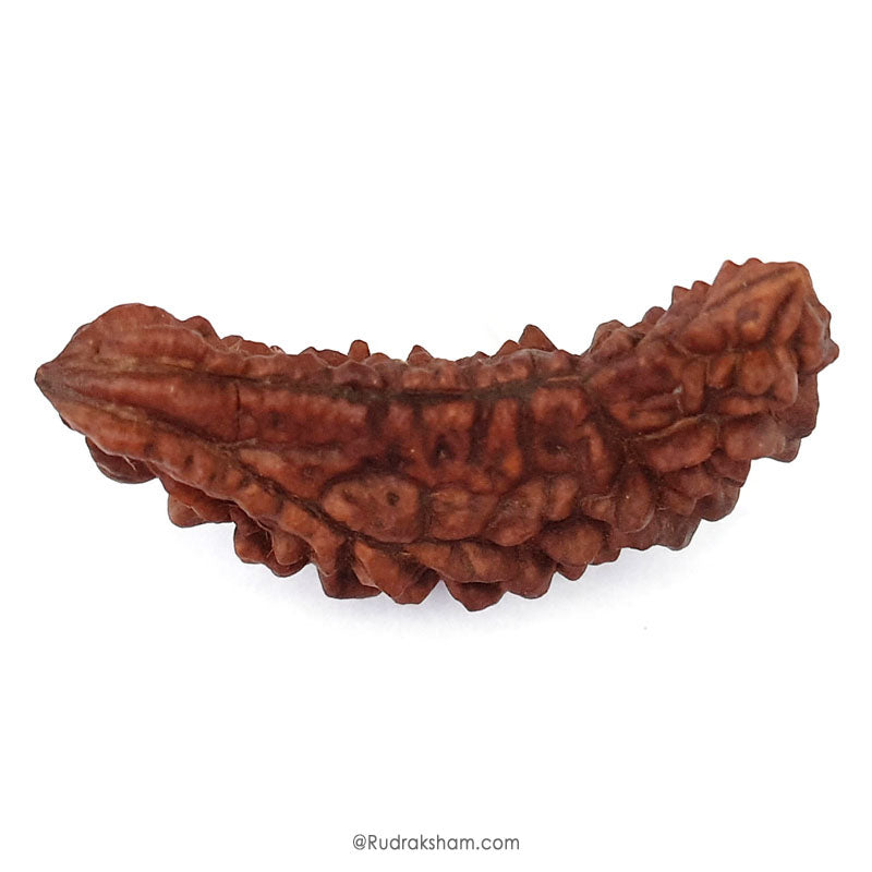 (42.28mm) 1 Mukhi Rudraksha Super Collector Bead | Ek Mukhi Rudraksha Indian Bead | Half Moon Shaped One Mukhi Rudraksha Bead  | Buy One Mukhi For Spirituality