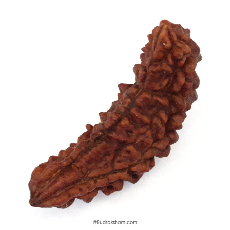 (42.28mm) 1 Mukhi Rudraksha Super Collector Bead | Ek Mukhi Rudraksha Indian Bead | Half Moon Shaped One Mukhi Rudraksha Bead  | Buy One Mukhi For Spirituality