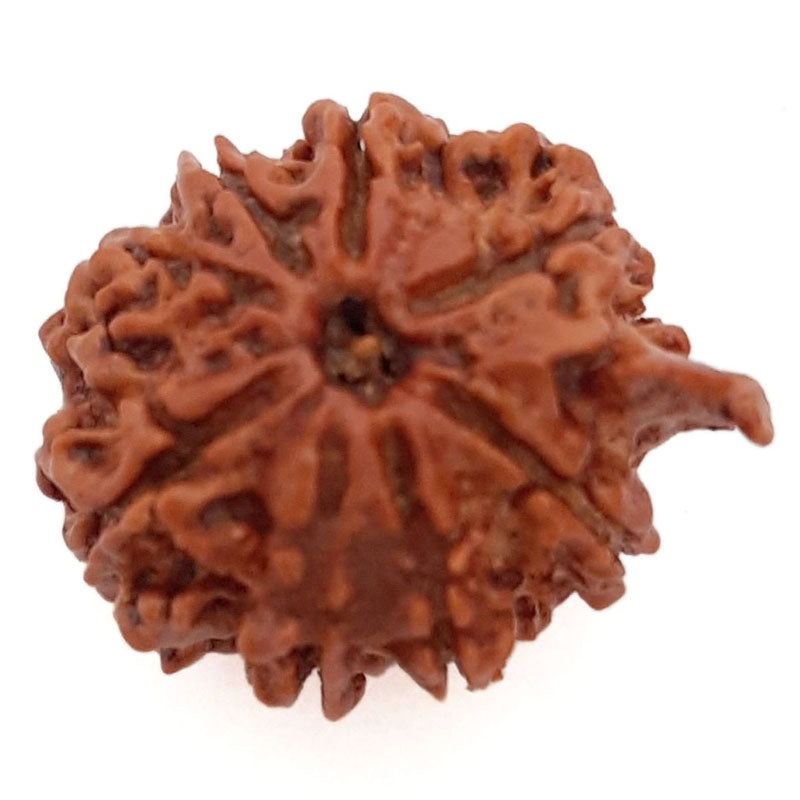 (20.81mm) 8 Mukhi Ganesh Rudraksha Bead | Nepal Eight Faced Ganesha Trunk Rudraksha Bead | Original and Energised Aath Mukhi - 5