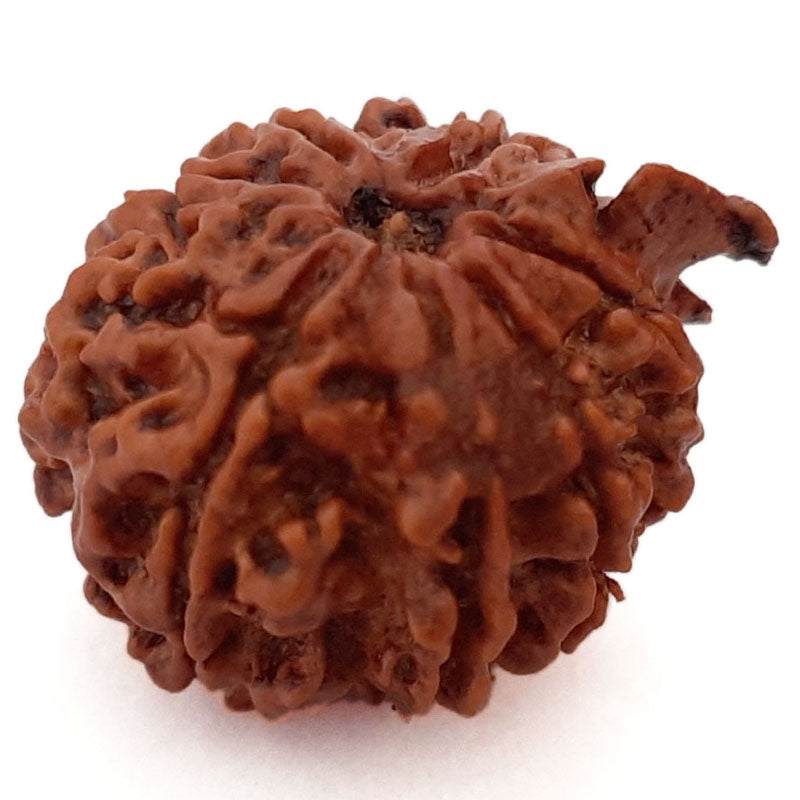 (20.81mm) 8 Mukhi Ganesh Rudraksha Bead | Nepal Eight Faced Ganesha Trunk Rudraksha Bead | Original and Energised Aath Mukhi - 5