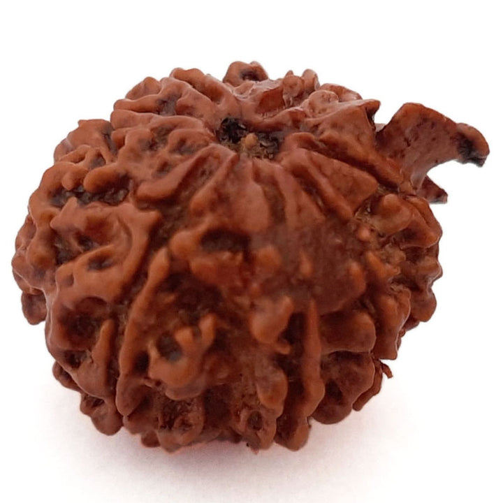 (20.81mm) 8 Mukhi Ganesh Rudraksha Bead | Nepal Eight Faced Ganesha Trunk Rudraksha Bead | Original and Energised Aath Mukhi - 5