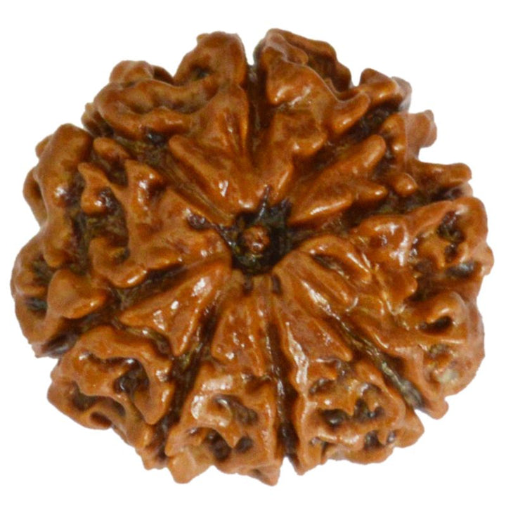 8 Mukhi Rudraksha Bead original Energised Eight Mukhi - Eight Faced Rudraksha from Nepal Best Price Online Aath Mukhi