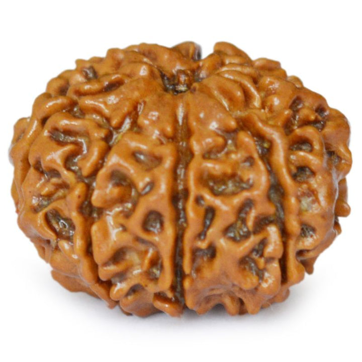 8 Mukhi Rudraksha Bead original Energised Eight Mukhi - Eight Faced Rudraksha from Nepal Best Price Online Aath Mukhi