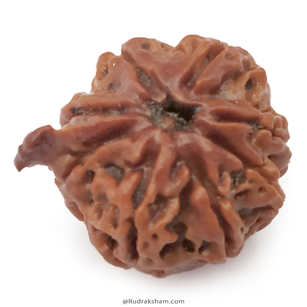 (20.43mm) 8 Mukhi Ganesh Rudraksha Bead | Eight Faced Ganesha Trunk Rudraksha From Nepal