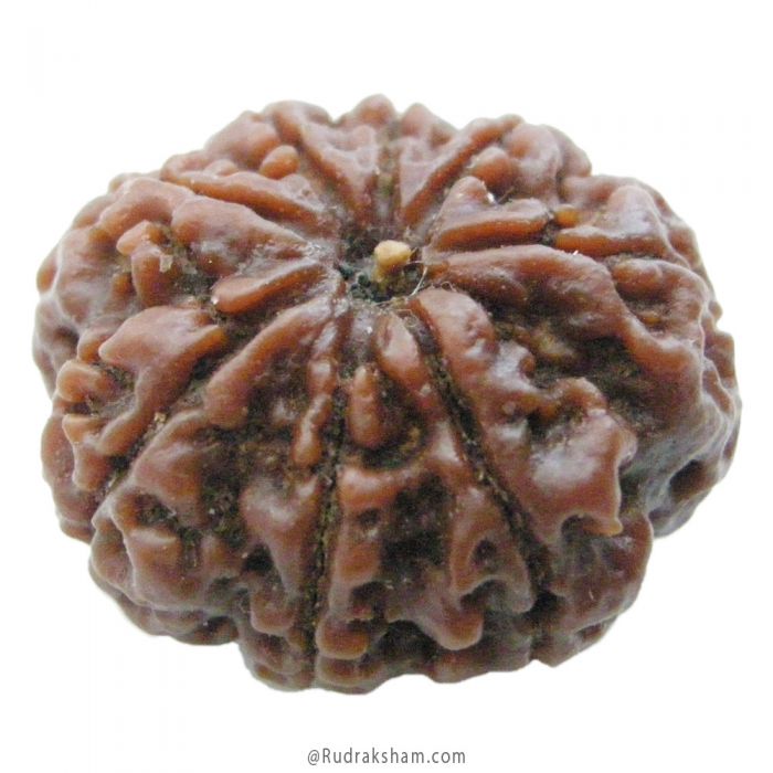 (26.53mm) 8 Mukhi Rudraksha Super Collector Bead | Aath Mukhi Rudraksha Bead | Buy Original 8 Mukhi Rudraksha Online - Super Collector Bead