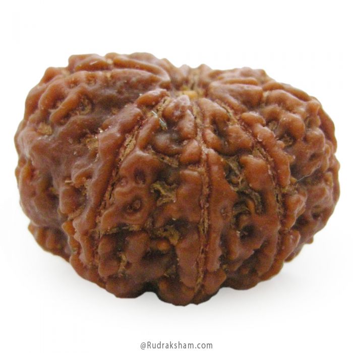 (27.25mm) 8 Mukhi Rudraksha Super Collector Bead | 8 Mukhi Rudraksha Bead | Aath Mukhi, Eight (8) Faced Nepali Rudraksha | Rahu Rudraksha Bead - Super Collector