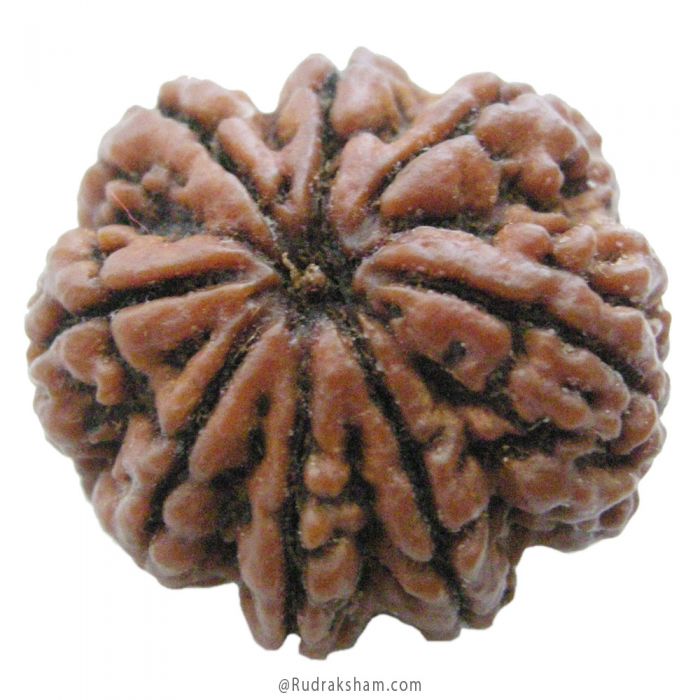(27.28mm) 8 Mukhi Rudraksha Super Collector Bead | 8 Mukhi Rudraksha Bead | Aath Mukhi - Eight Faced Rudraksha Nepal Origin Shiva Bead - Super Collector Rudraksha