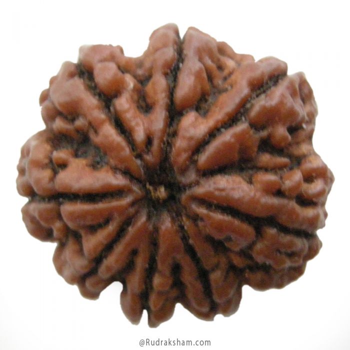 (27.28mm) 8 Mukhi Rudraksha Super Collector Bead | 8 Mukhi Rudraksha Bead | Aath Mukhi - Eight Faced Rudraksha Nepal Origin Shiva Bead - Super Collector Rudraksha