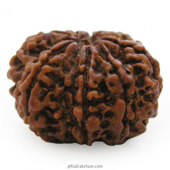 (27.36mm) 8 Mukhi Rudraksha Super Collector Bead | 8 Mukhi Rudraksha Bead | Aath Mukhi Nepali Rudraksha Bead | 8 Mukhi Rudraksha Mantra and Benefits