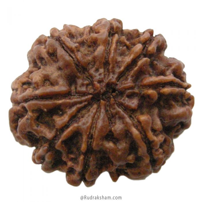 (27.36mm) 8 Mukhi Rudraksha Super Collector Bead | 8 Mukhi Rudraksha Bead | Aath Mukhi Nepali Rudraksha Bead | 8 Mukhi Rudraksha Mantra and Benefits