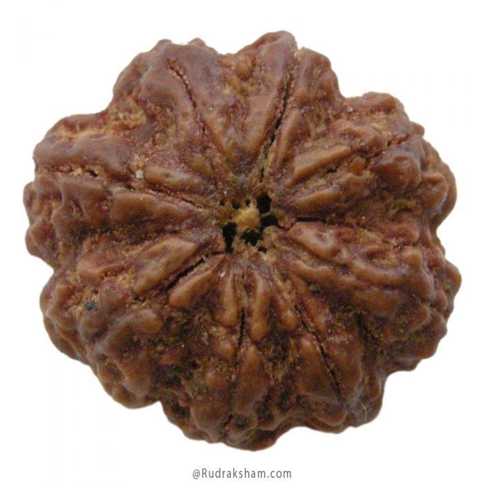 (27.58mm) 8 Mukhi Rudraksha Super Collector Bead | 8 Mukhi Rudraksha Bead | Buy Online Energised and Original Aath Mukhi, Eight (8) Faced Rudraksha from Nepal - Super Collector Bead