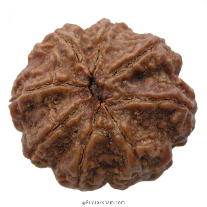 (27.58mm) 8 Mukhi Rudraksha Super Collector Bead | 8 Mukhi Rudraksha Bead | Buy Online Energised and Original Aath Mukhi, Eight (8) Faced Rudraksha from Nepal - Super Collector Bead