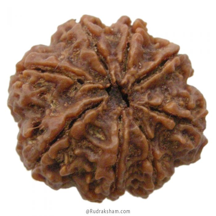 (28.00mm) 8 Mukhi Rudraksha Super Collector Bead | 8 Mukhi Rudraksha Bead | Aath Mukhi, Eight Faced Rudraksha Nepal Bead | Buy Online Original 8 Mukhi - Super Collector Rudraksha Bead