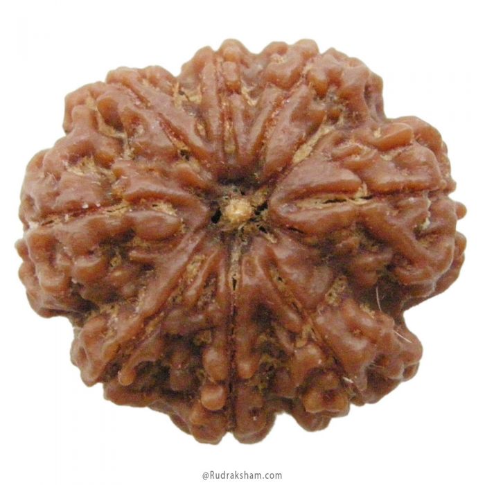 (28.36mm) 8 Mukhi Rudraksha Super Collector Bead | 8 Mukhi Rudraksha Bead | Aath Mukhi, Eight Faced Rudraksha from Nepal Energised Authentic Pure Natural - Super Collector Bead