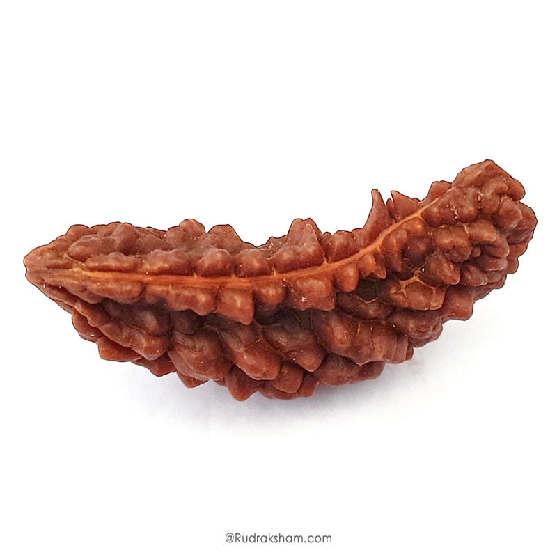 (41.75mm) 1 Mukhi Rudraksha Super Collector Bead | Ek Mukhi Rudraksha | Half Moon Shaped One Mukhi Rudraksha Bead | Buy Original One Mukhi Super Collector Bead
