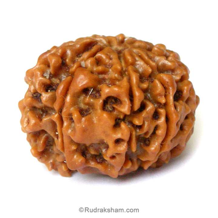 (24.24mm) 9 Mukhi Ganesh Rudraksha Bead | Nine Faced Ganesha Rudraksha Bead from Nepal - 1