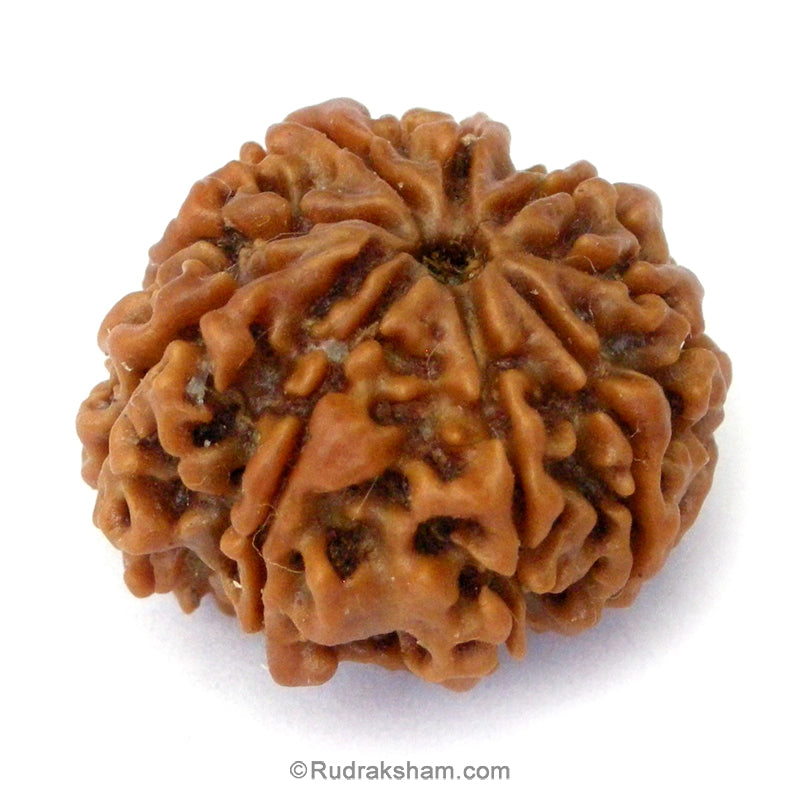 (24.24mm) 9 Mukhi Ganesh Rudraksha Bead | Nine Faced Ganesha Rudraksha Bead from Nepal - 1