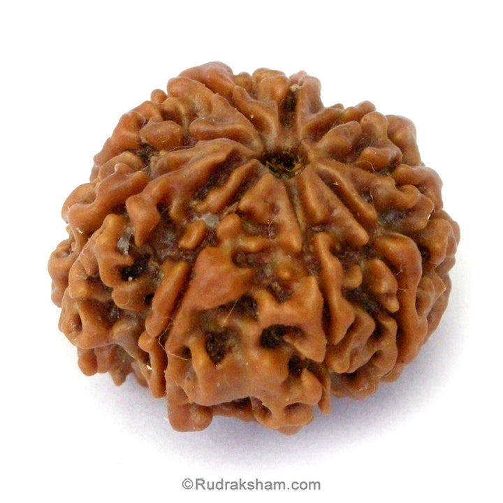 (24.24mm) 9 Mukhi Ganesh Rudraksha Bead | Nine Faced Ganesha Rudraksha Bead from Nepal - 1