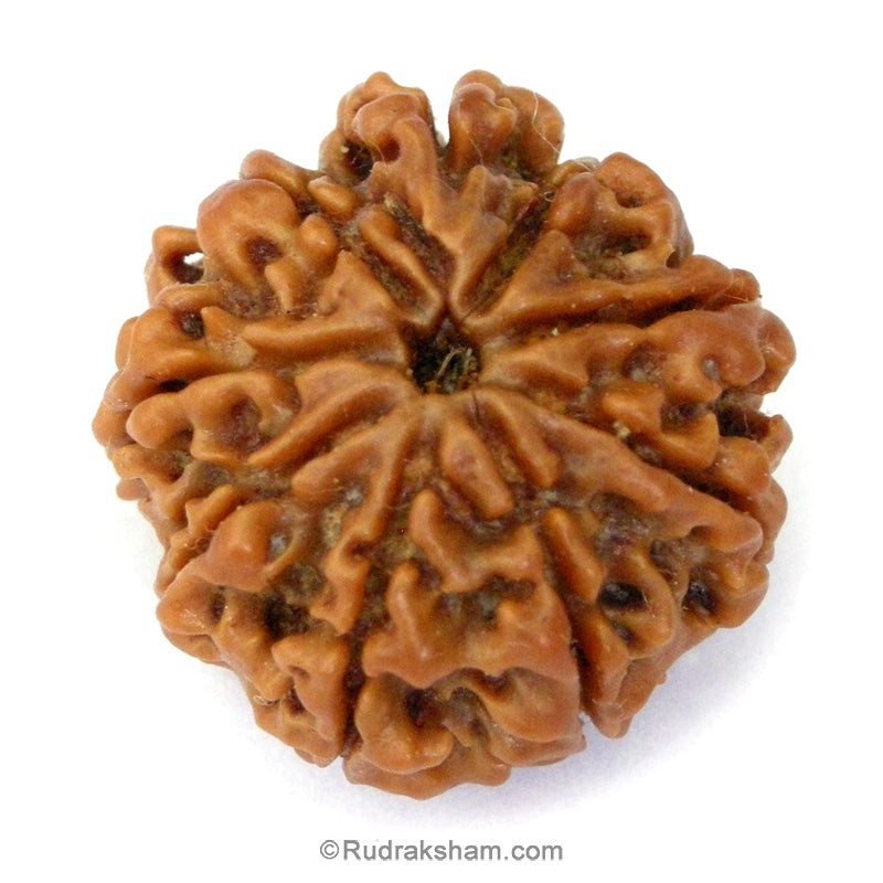 (24.24mm) 9 Mukhi Ganesh Rudraksha Bead | Nine Faced Ganesha Rudraksha Bead from Nepal - 1