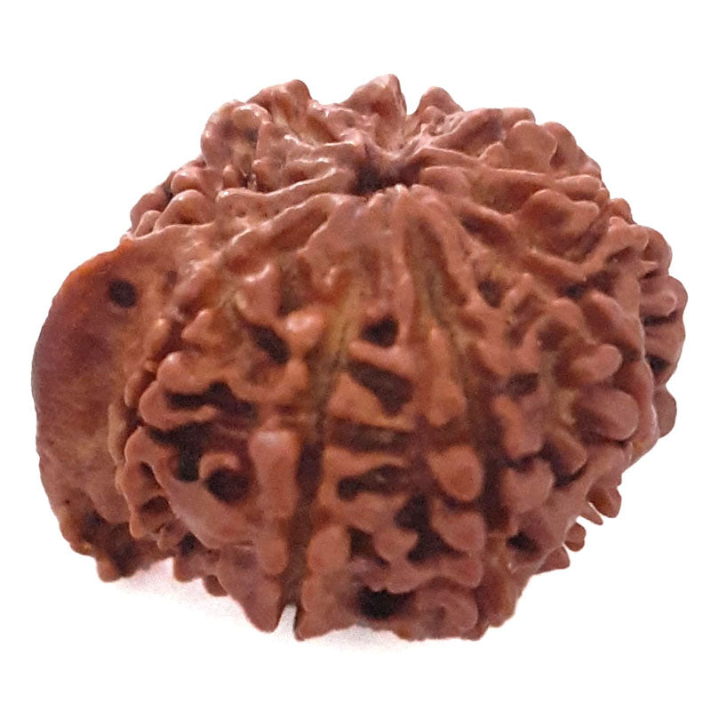 (24.24mm) 9 Mukhi Ganesh Rudraksha Bead | Nine Faced Ganesha Rudraksha Bead from Nepal - 1