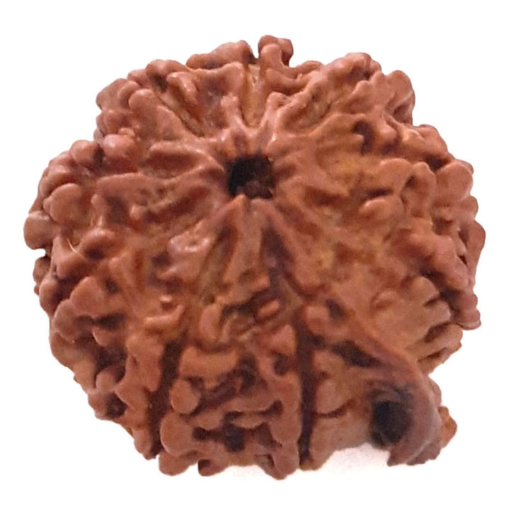 (24.24mm) 9 Mukhi Ganesh Rudraksha Bead | Nine Faced Ganesha Rudraksha Bead from Nepal - 1