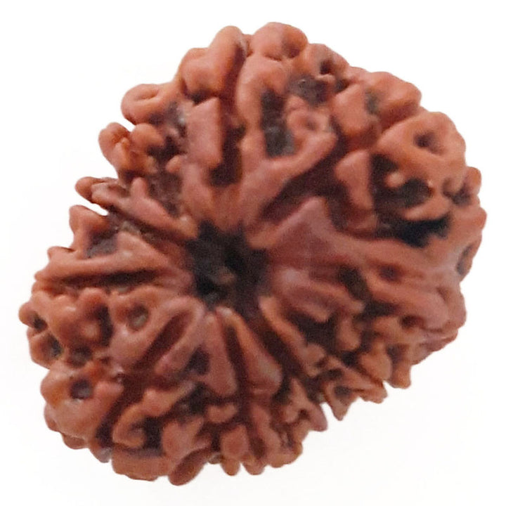 (24.51mm) 9 Mukhi Ganesh Rudraksha Bead | Nine ( Nau ) Faced Ganesha Rudraksha Bead Online Nepal Bead - 2
