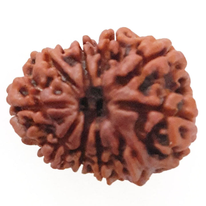 (24.51mm) 9 Mukhi Ganesh Rudraksha Bead | Nine ( Nau ) Faced Ganesha Rudraksha Bead Online Nepal Bead - 2