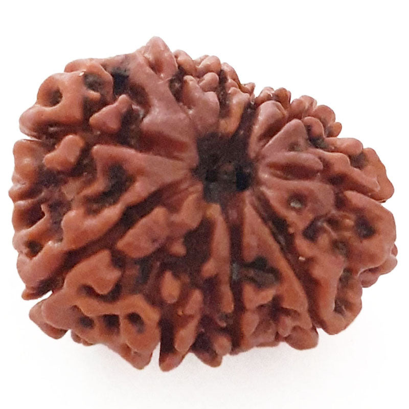 (24.51mm) 9 Mukhi Ganesh Rudraksha Bead | Nine ( Nau ) Faced Ganesha Rudraksha Bead Online Nepal Bead - 2