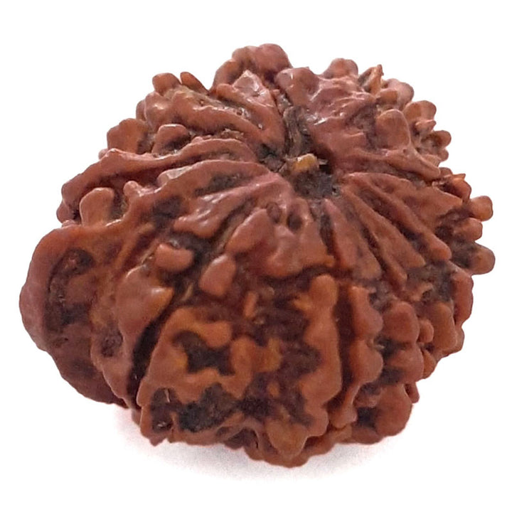 (20.95mm) 9 Mukhi Ganesh Rudraksha Bead | Buy Online Nine Faced Ganesh Energised Rudraksha Bead from Nepal - 5