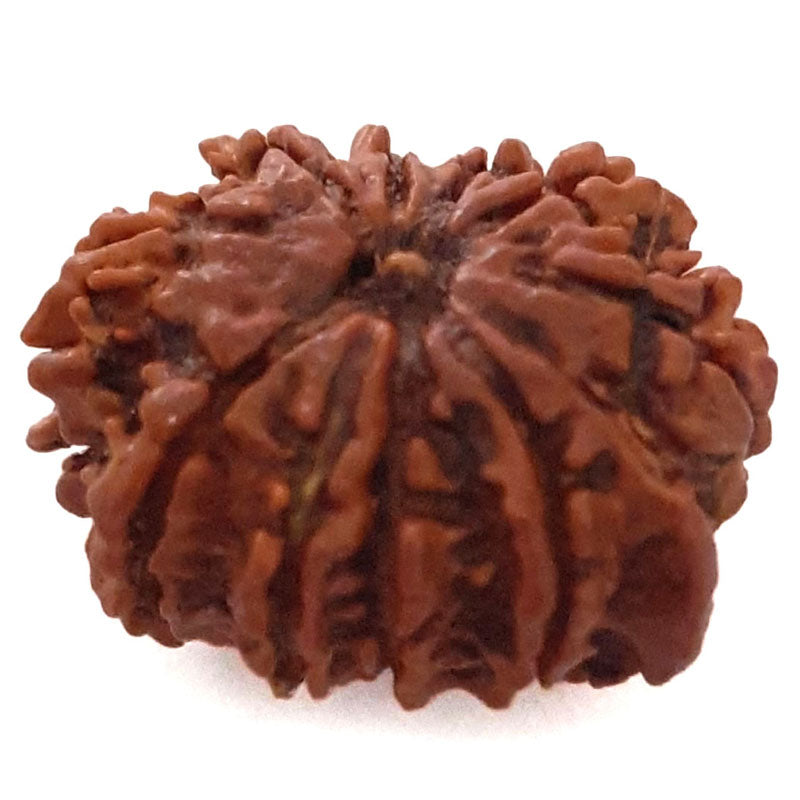 (20.95mm) 9 Mukhi Ganesh Rudraksha Bead | Buy Online Nine Faced Ganesh Energised Rudraksha Bead from Nepal - 5