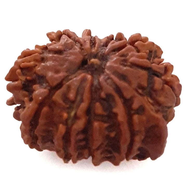 (20.95mm) 9 Mukhi Ganesh Rudraksha Bead | Buy Online Nine Faced Ganesh Energised Rudraksha Bead from Nepal - 5