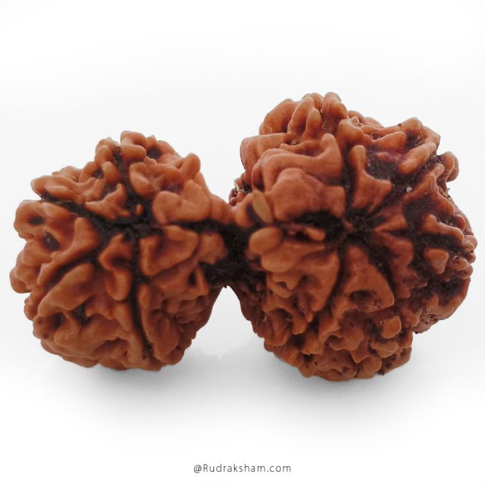 (29.56mm) Gauri Shankar Rudraksha Bead | 9 Mukhi Gauri Shankar Rudraksha | Gauri Shankar Rudraksha Nine Mukhi | Shiva Parvati Nepal Bead | Original Energised 100% Natural Bead
