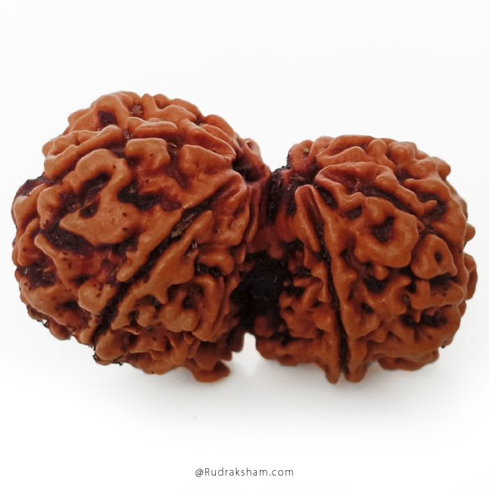 (29.56mm) Gauri Shankar Rudraksha Bead | 9 Mukhi Gauri Shankar Rudraksha | Gauri Shankar Rudraksha Nine Mukhi | Shiva Parvati Nepal Bead | Original Energised 100% Natural Bead