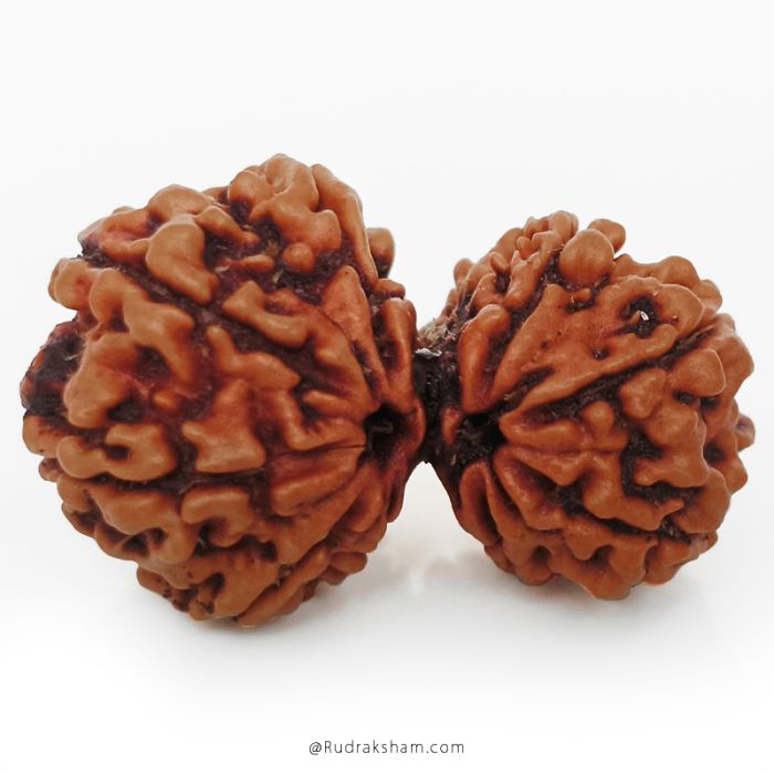 (29.56mm) Gauri Shankar Rudraksha Bead | 9 Mukhi Gauri Shankar Rudraksha | Gauri Shankar Rudraksha Nine Mukhi | Shiva Parvati Nepal Bead | Original Energised 100% Natural Bead