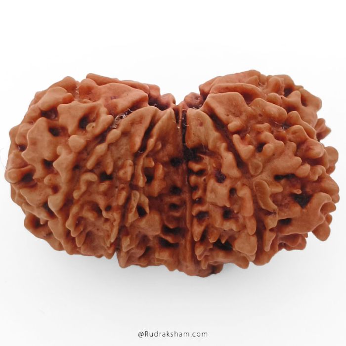 (30.75mm) Gauri Shankar Rudraksha Bead | 10 Mukhi Gauri Shankar Rudraksha | Gauri Shankar Rudraksha Ten Mukhi | Shiva Parvati Nepal Bead | Original Energised 100% Natural Bead