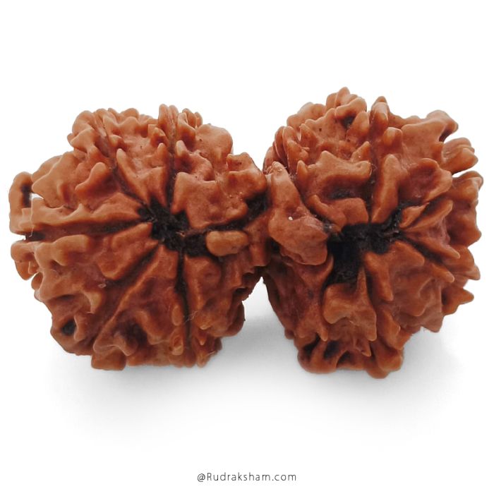 (30.75mm) Gauri Shankar Rudraksha Bead | 10 Mukhi Gauri Shankar Rudraksha | Gauri Shankar Rudraksha Ten Mukhi | Shiva Parvati Nepal Bead | Original Energised 100% Natural Bead