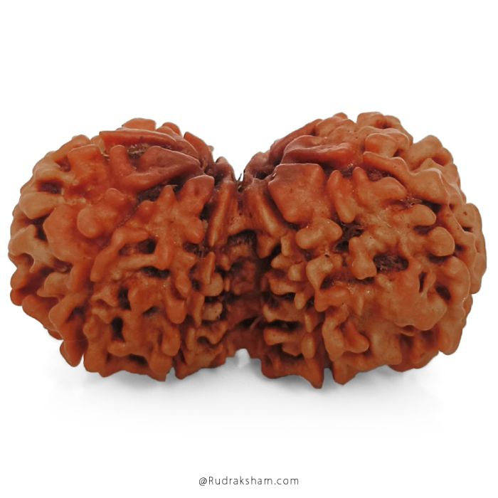 (31.88mm) Gauri Shankar Rudraksha Bead | 9 Mukhi Gauri Shankar Rudraksha | Gauri Shankar Rudraksha Nine Mukhi | Shiva Parvati Nepal Bead | Original Energised 100% Natural Bead