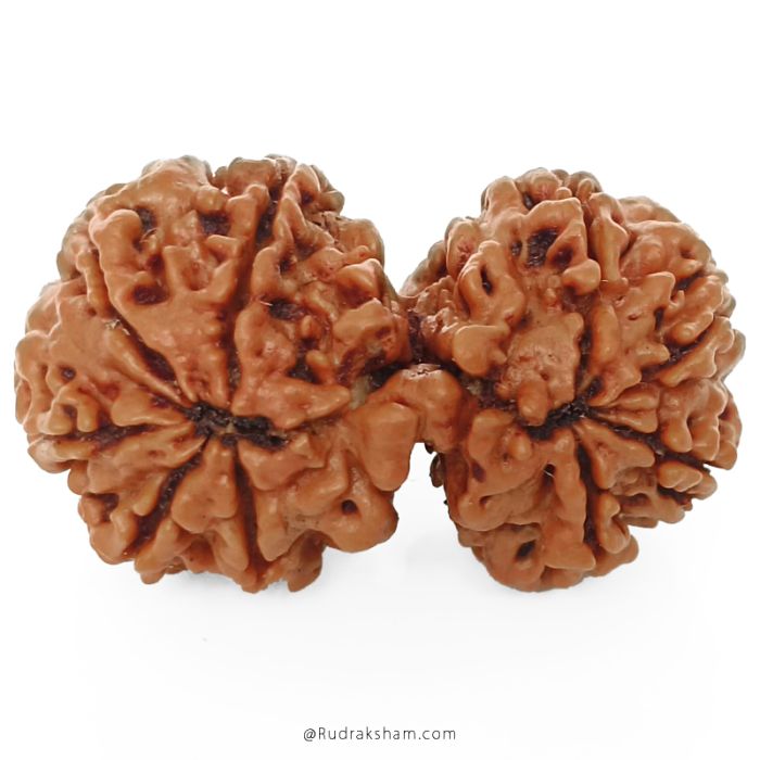 (32.85mm) Gauri Shankar Rudraksha Bead | 9 Mukhi Gauri Shankar Rudraksha | Gauri Shankar Rudraksha Nine Mukhi | Shiva Parvati Nepal Bead | Original Energised 100% Natural Bead